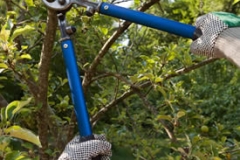 Tree Maintenance
